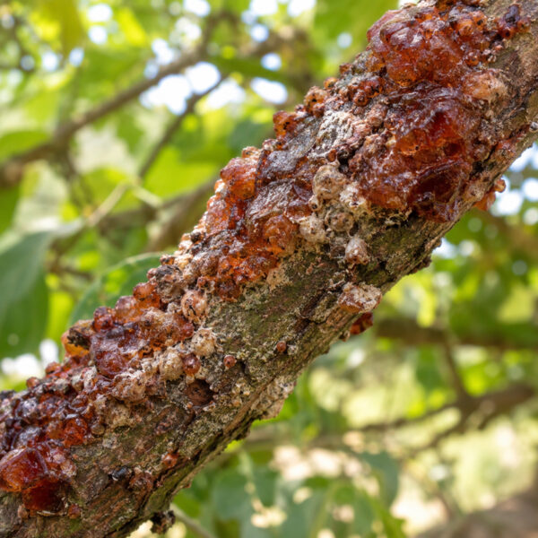 about lac resin