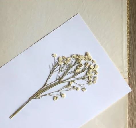 dry flowers for resin: book flower pressing