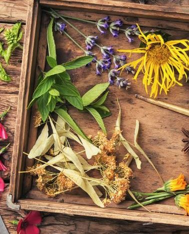 dry flowers for resin: using silica gel