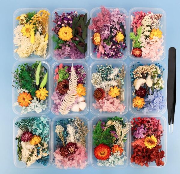 Real Natural Dried Flowers